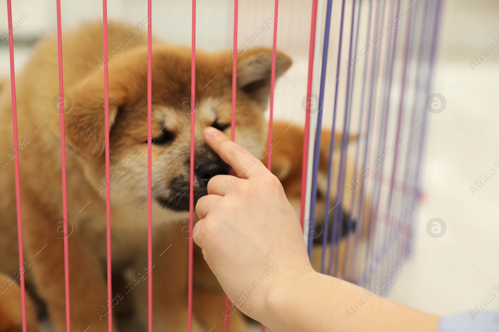 Photo of Woman near playpen with Akita Inu puppy indoors, closeup. Baby animal