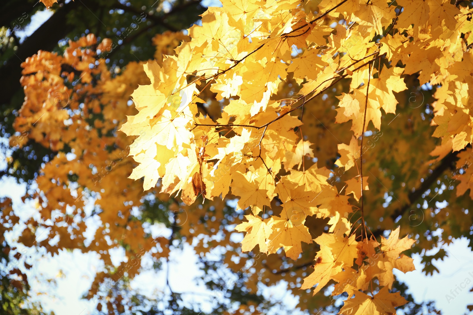 Photo of View of tree branches with autumn leaves in park