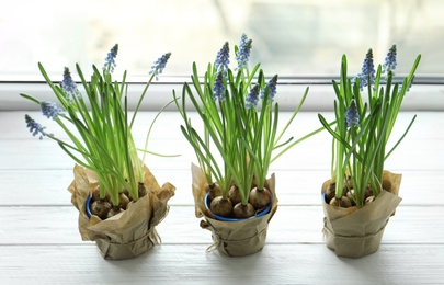 Photo of Beautiful spring muscari flowers in pots on window sill