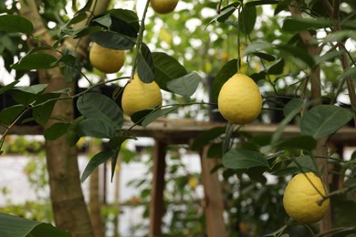 Lemon tree with ripe fruits in greenhouse