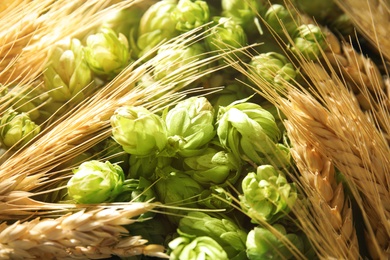 Photo of Fresh green hops and wheat spikes as background. Beer production