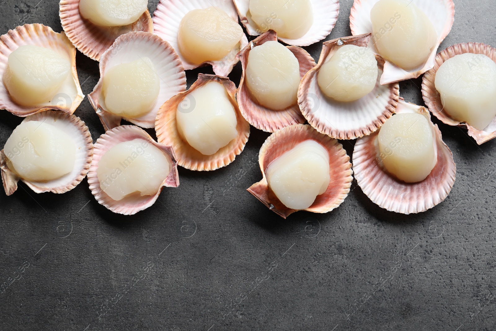 Photo of Many fresh raw scallops in shells on grey table, flat lay. Space for text