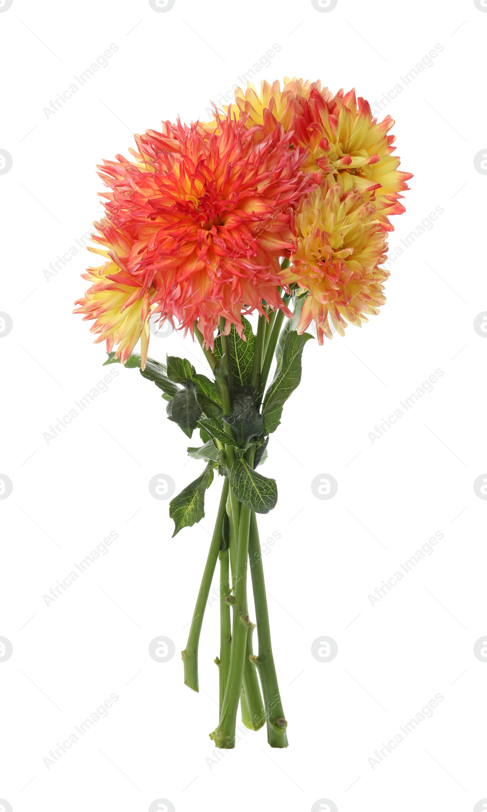 Photo of Beautiful blooming dahlia flowers on white background