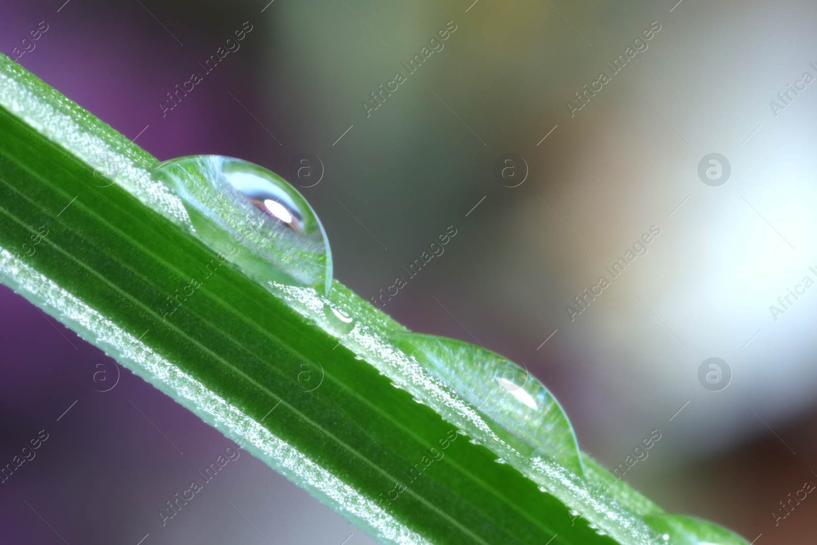 Photo of Green leaf with water drops against blurred background, macro view