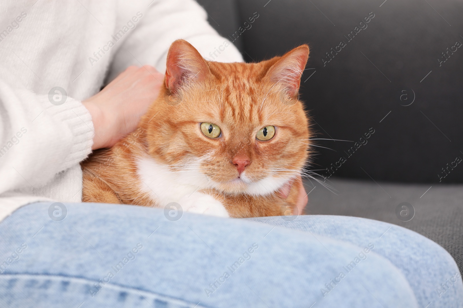 Photo of Woman with her cute cat on sofa at home, closeup