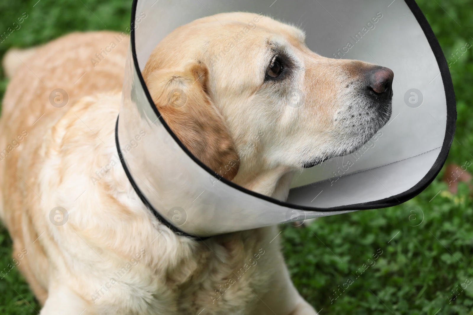 Photo of Adorable Labrador Retriever dog wearing Elizabethan collar outdoors, closeup