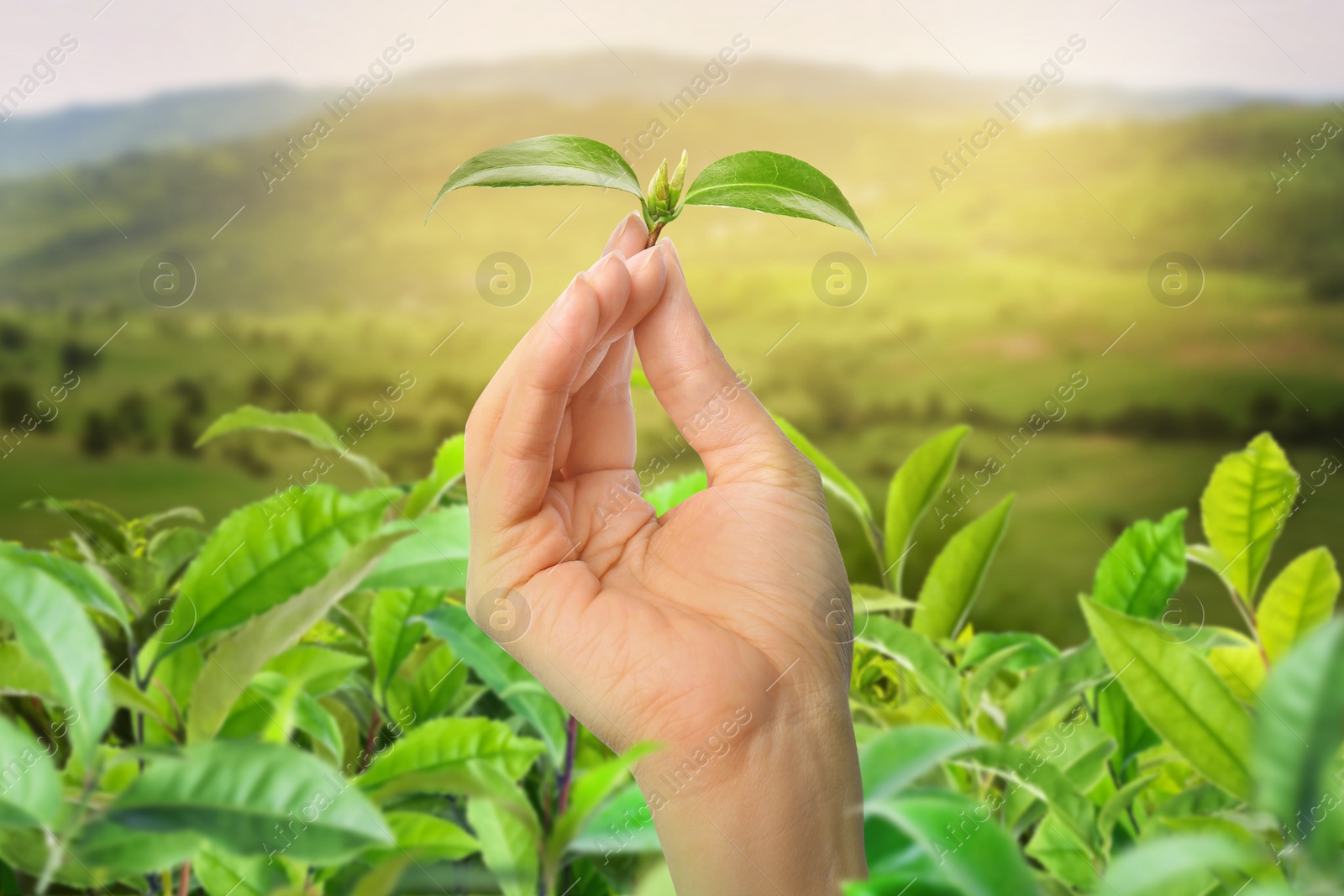 Image of Tea plantation. Woman holding twig with fresh green leaves, closeup