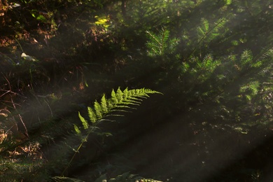 Photo of Fresh green fern leaf in dark forest. Tropical plant