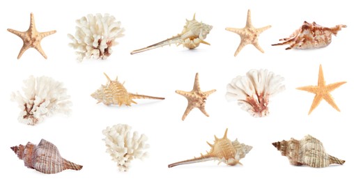 Image of Set with sea stars, shells and corals isolated on white