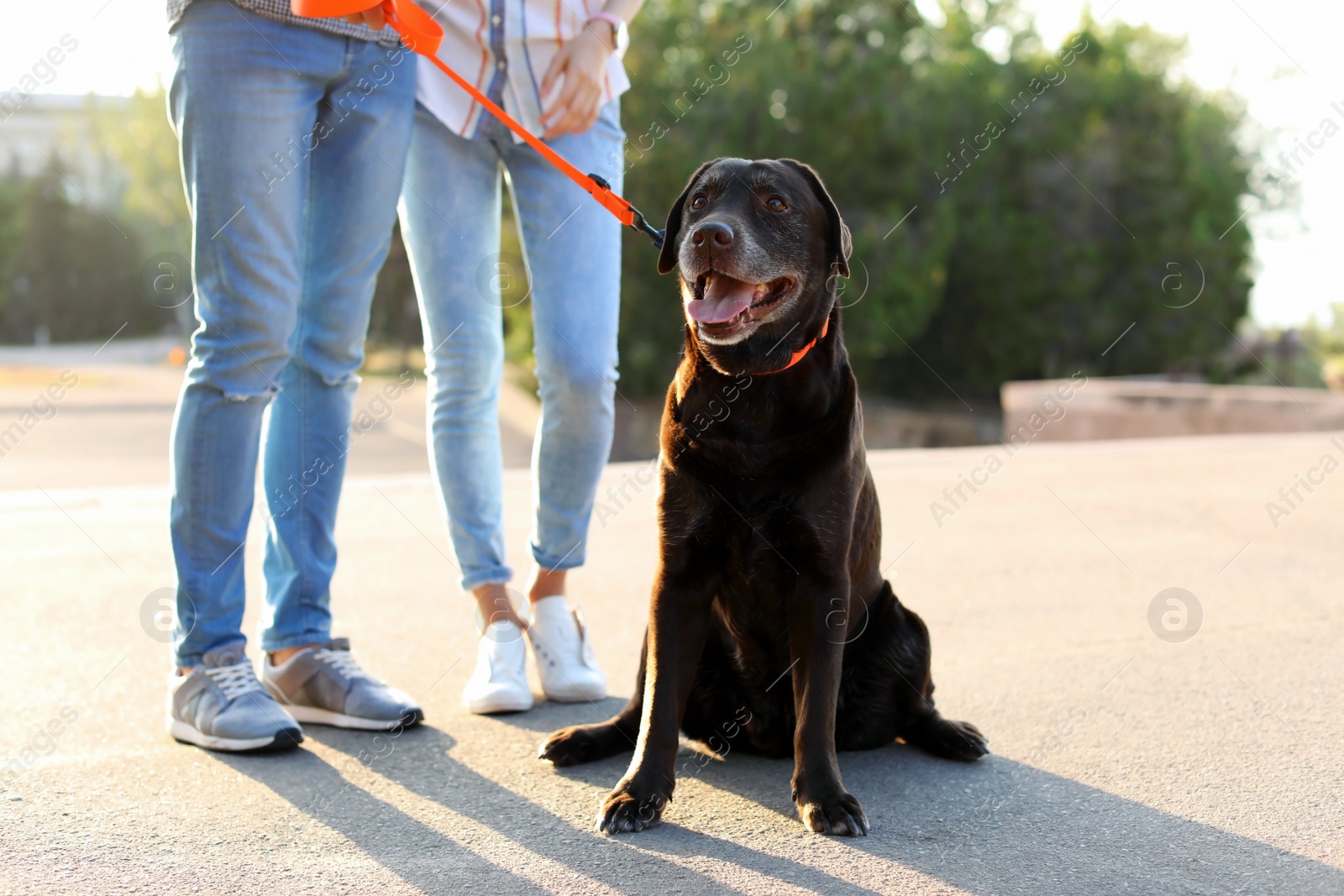 Photo of Owners walking their brown labrador retriever outdoors