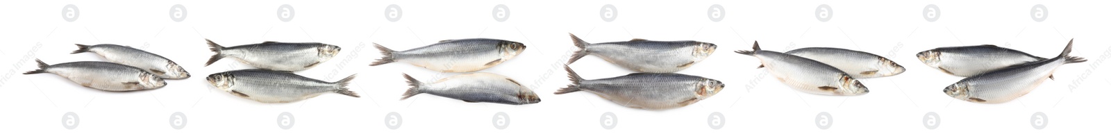 Image of Set with tasty salted herrings on white background. Banner design