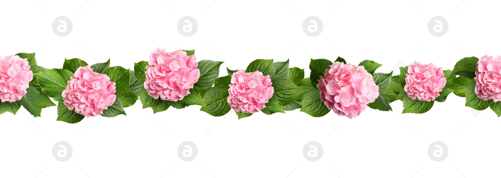 Image of Delicate beautiful hortensia flowers with green leaves on white background, top view. Banner design