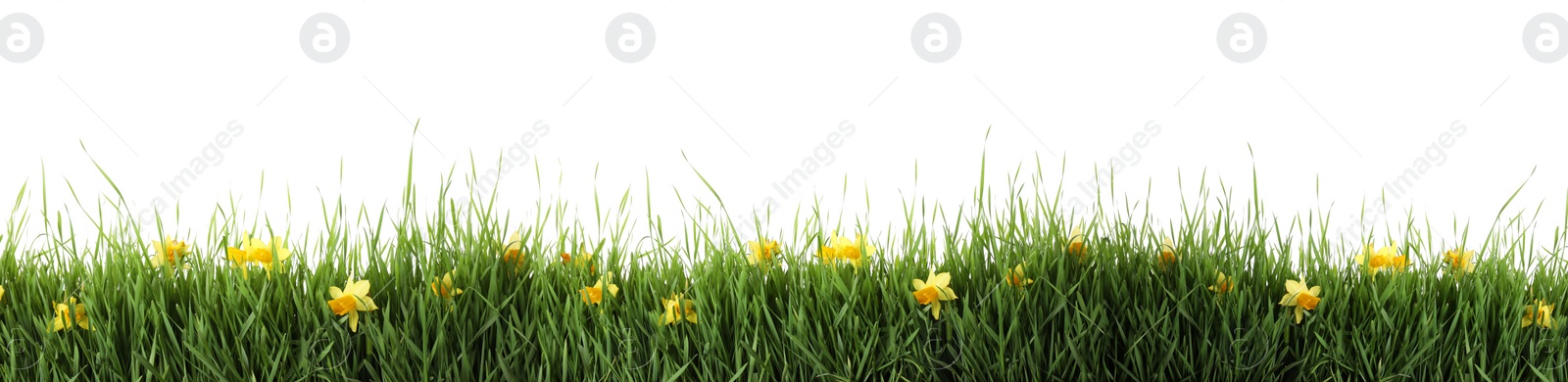 Image of Fresh green grass and flowers on white background, banner design. Spring season