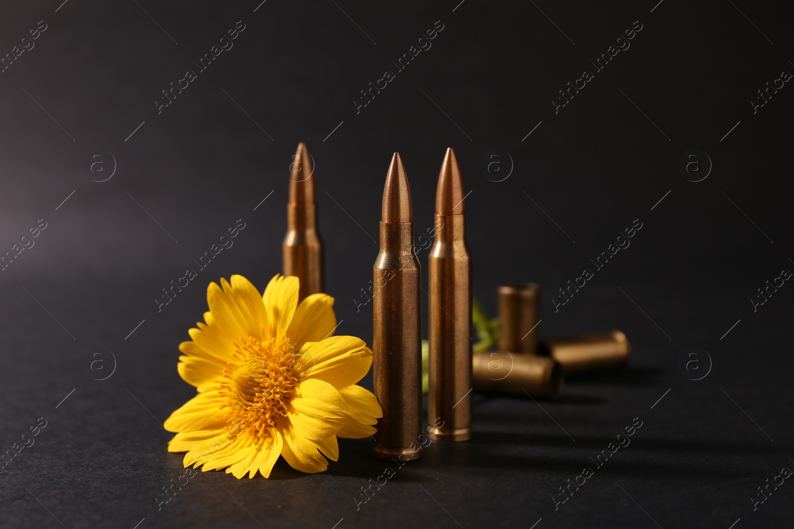 Photo of Bullets and beautiful flower on black background