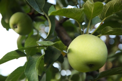 Ripe apples on tree branch in garden, closeup