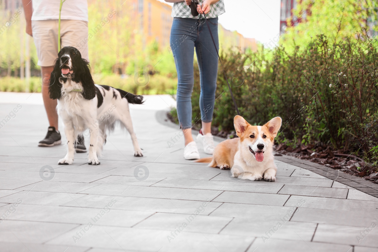 Photo of Couple walking their Pembroke Welsh Corgi and English Springer Spaniel dogs outdoors