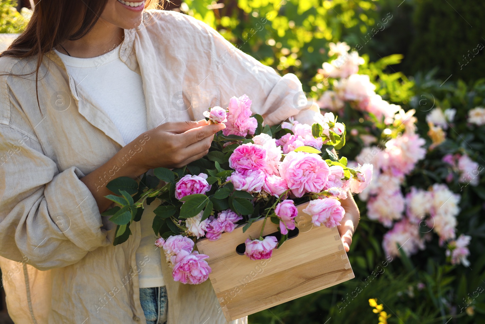 Photo of Woman holding crate with beautiful tea roses in garden, closeup