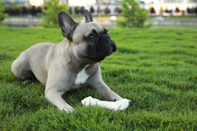 Photo of Cute French bulldog and bone treat on green grass outdoors. Lovely pet