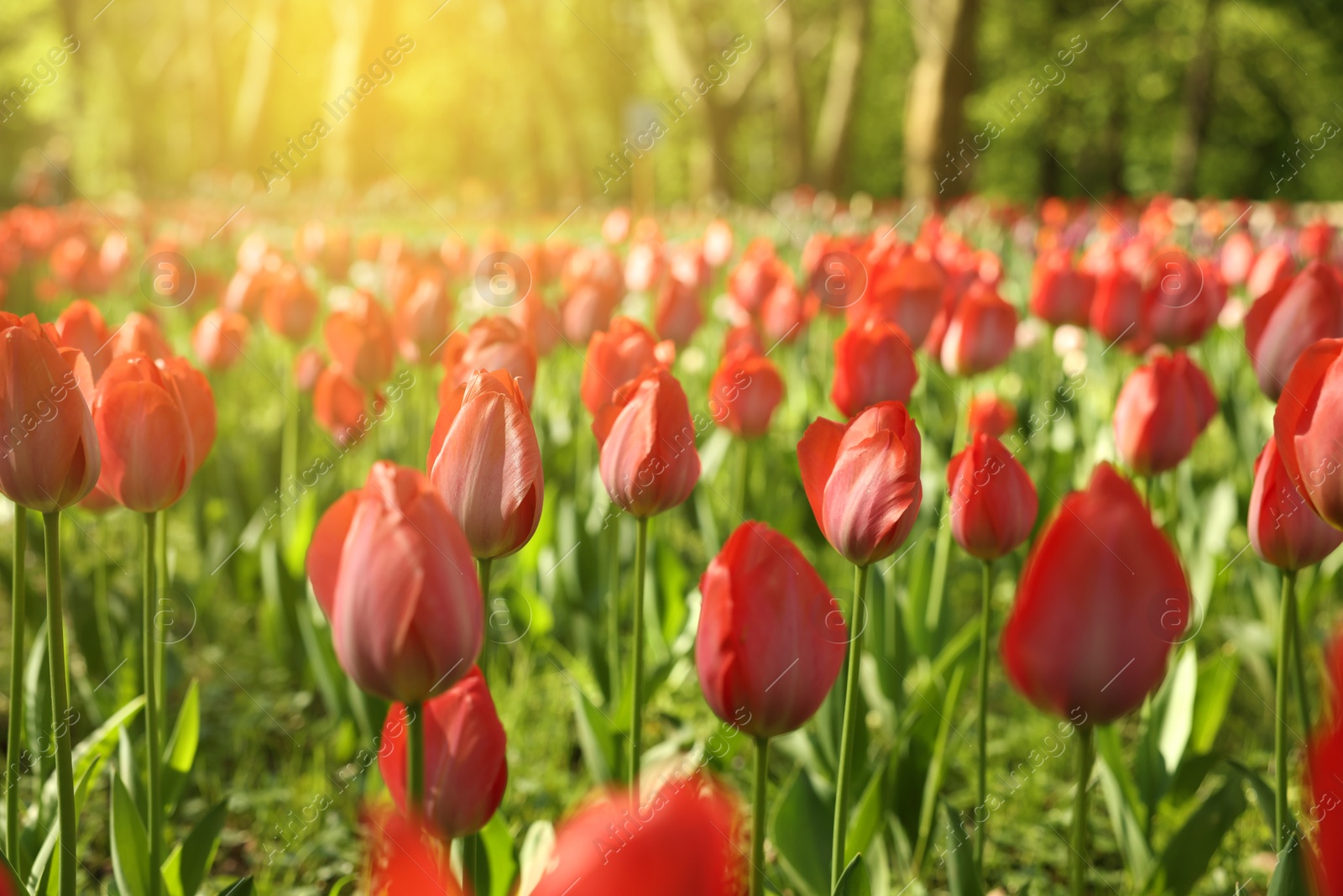 Photo of Beautiful red tulips growing outdoors on sunny day, closeup