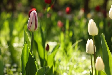 Beautiful white tulips growing outdoors on sunny day, closeup