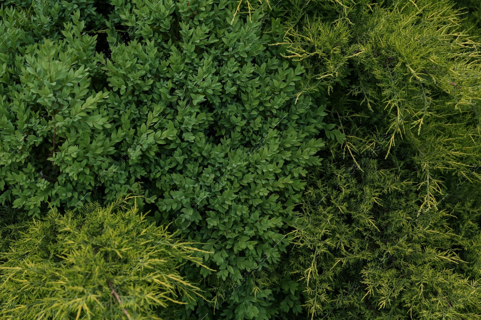 Photo of Different green bushes growing outdoors, top view