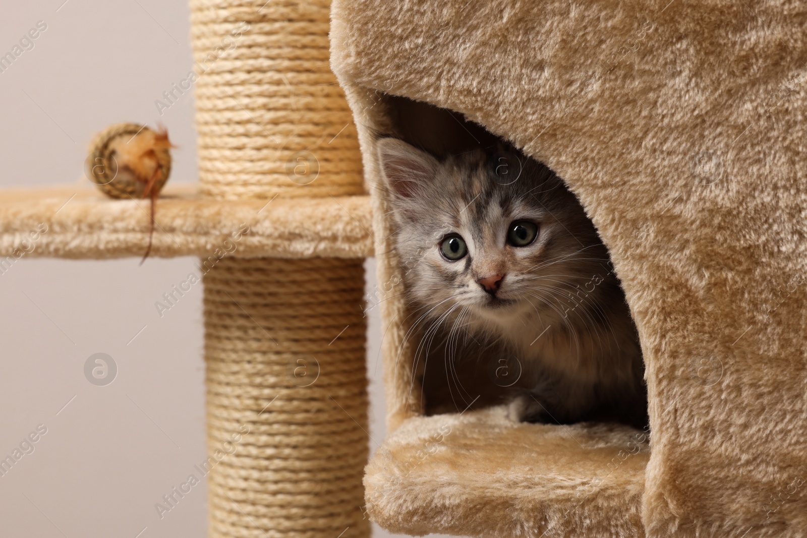 Photo of Cute fluffy kitten exploring cat tree against light background