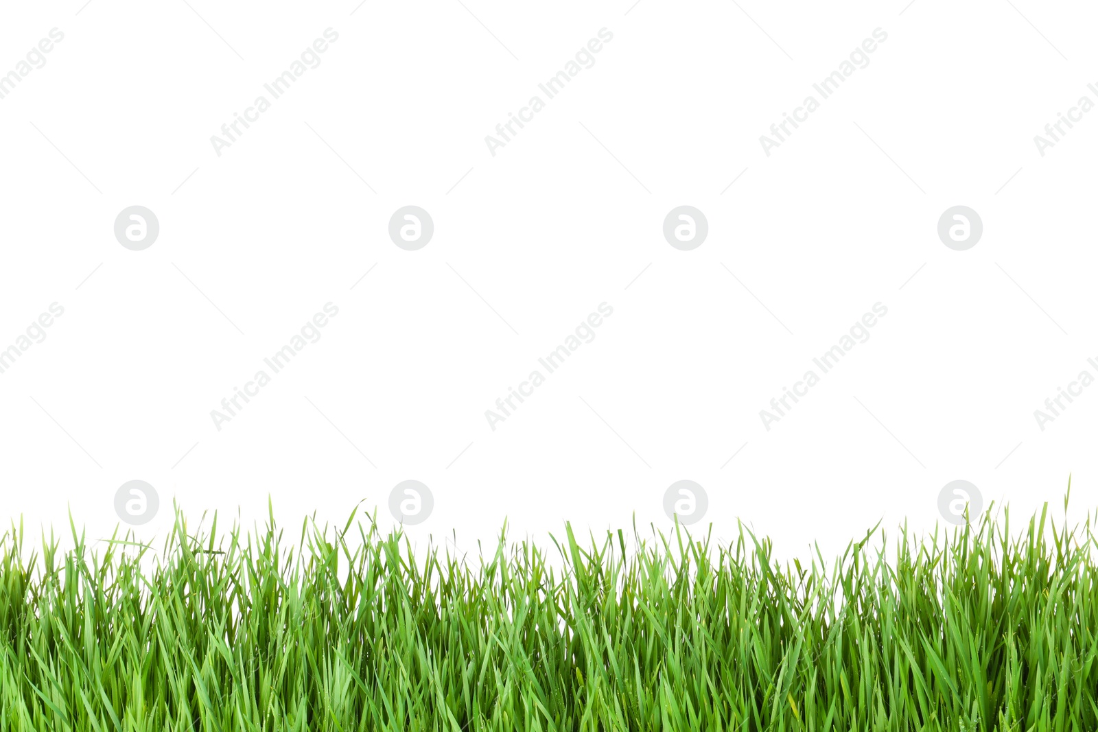 Photo of Beautiful vibrant green grass on white background