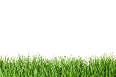 Photo of Beautiful vibrant green grass on white background