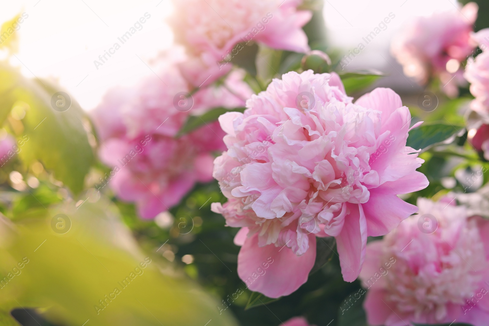 Photo of Blooming peony plant with beautiful pink flowers outdoors, closeup