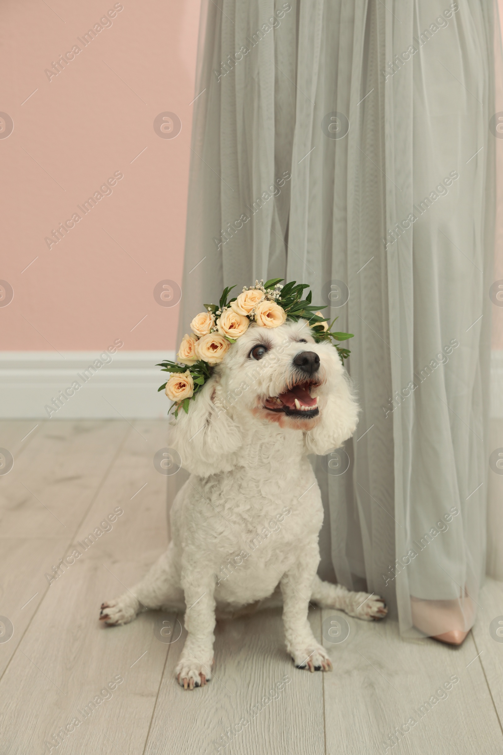 Photo of Adorable Bichon wearing wreath made of beautiful flowers and woman indoors, closeup