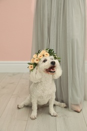 Photo of Adorable Bichon wearing wreath made of beautiful flowers and woman indoors, closeup