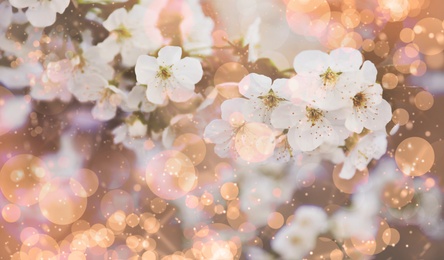 Image of Closeup view of beautiful blossoming tree on spring day outdoors