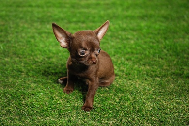 Cute small Chihuahua dog on green grass