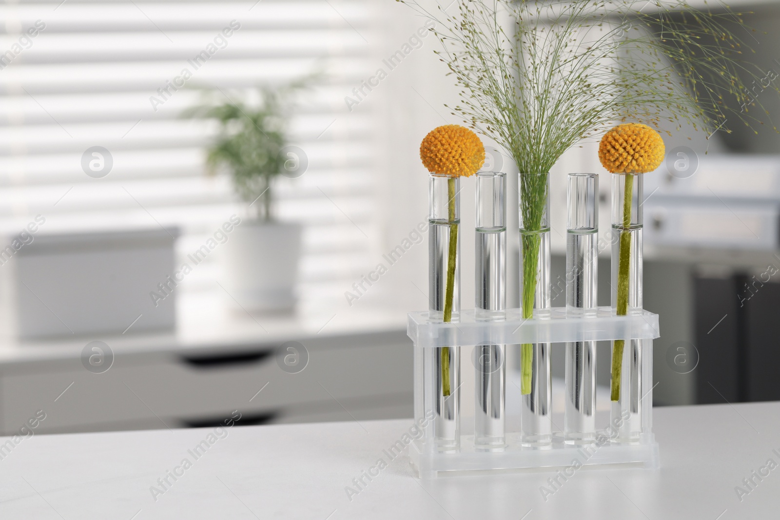 Photo of Test tubes with different plants on white table in laboratory. Space for text