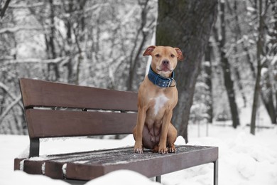 Photo of Cute dog sitting on bench in snowy park