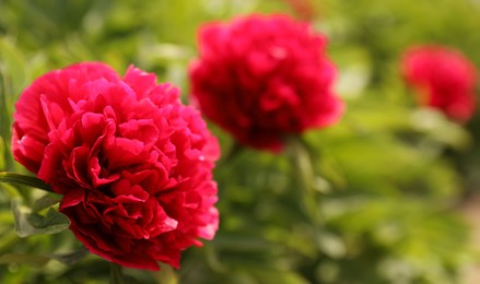 Photo of Beautiful red peony outdoors on spring day, closeup