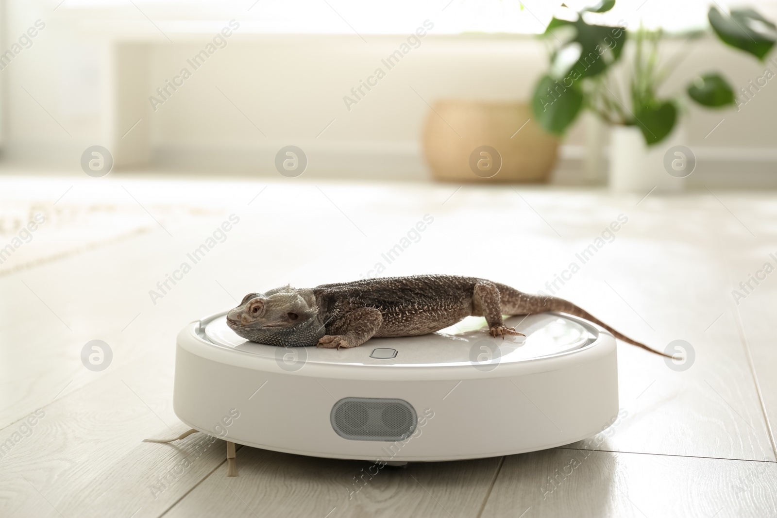 Photo of Robotic vacuum cleaner and bearded dragon lizard indoors