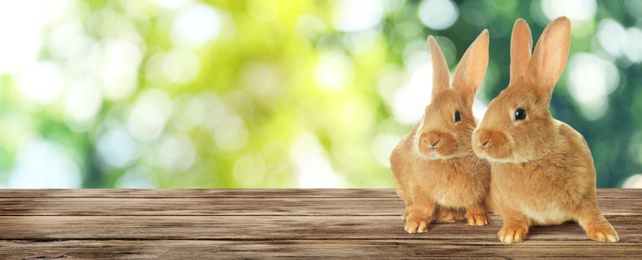 Image of Adorable Easter bunnies on wooden surface outdoors, space for text. Banner design