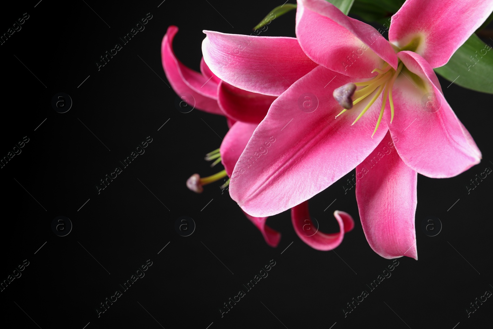 Photo of Beautiful pink lily flowers on black background, closeup. Space for text