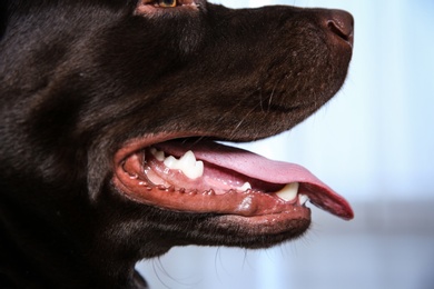 Photo of Chocolate Labrador retriever showing its teeth indoors, closeup