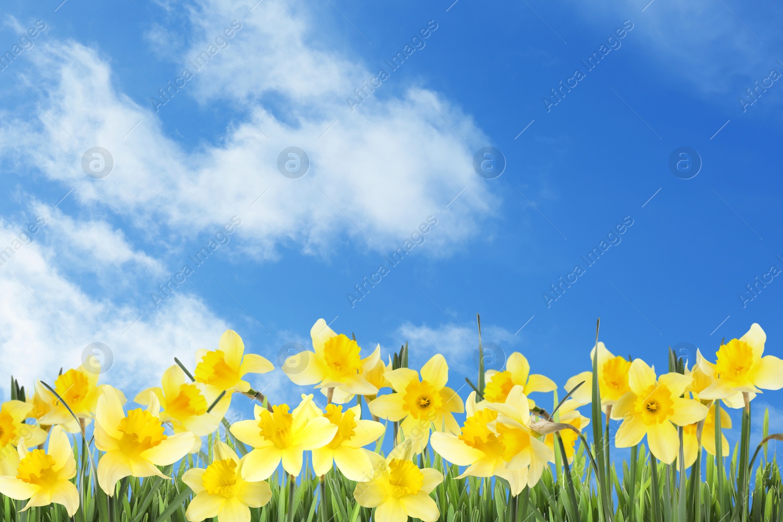 Image of Beautiful spring flowers outdoors on sunny day 