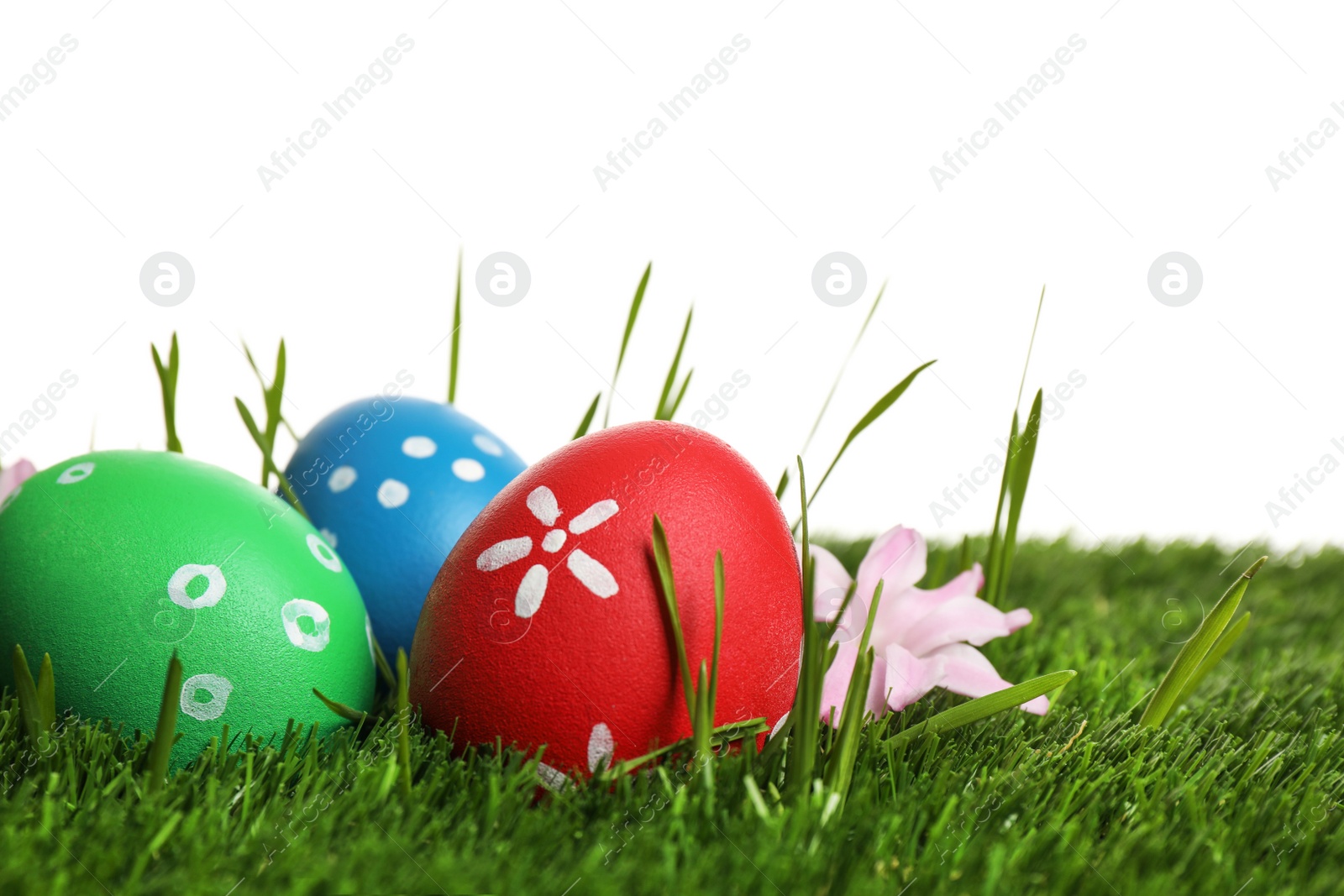 Photo of Colorful Easter eggs in green grass and flower on white background, closeup