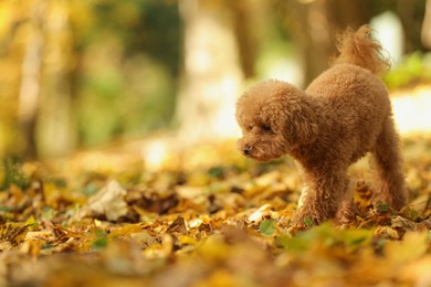 Cute Maltipoo dog in autumn park, space for text