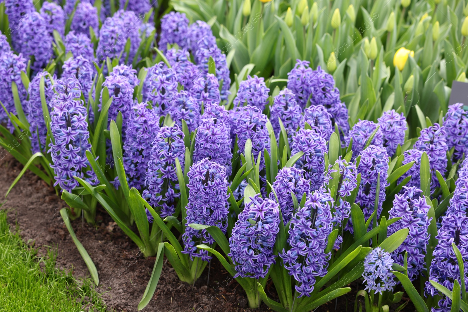 Photo of Beautiful hyacinth and tulip flowers growing outdoors