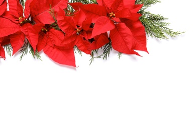 Photo of Flat lay composition with poinsettia and space for text on white background. Traditional Christmas flower