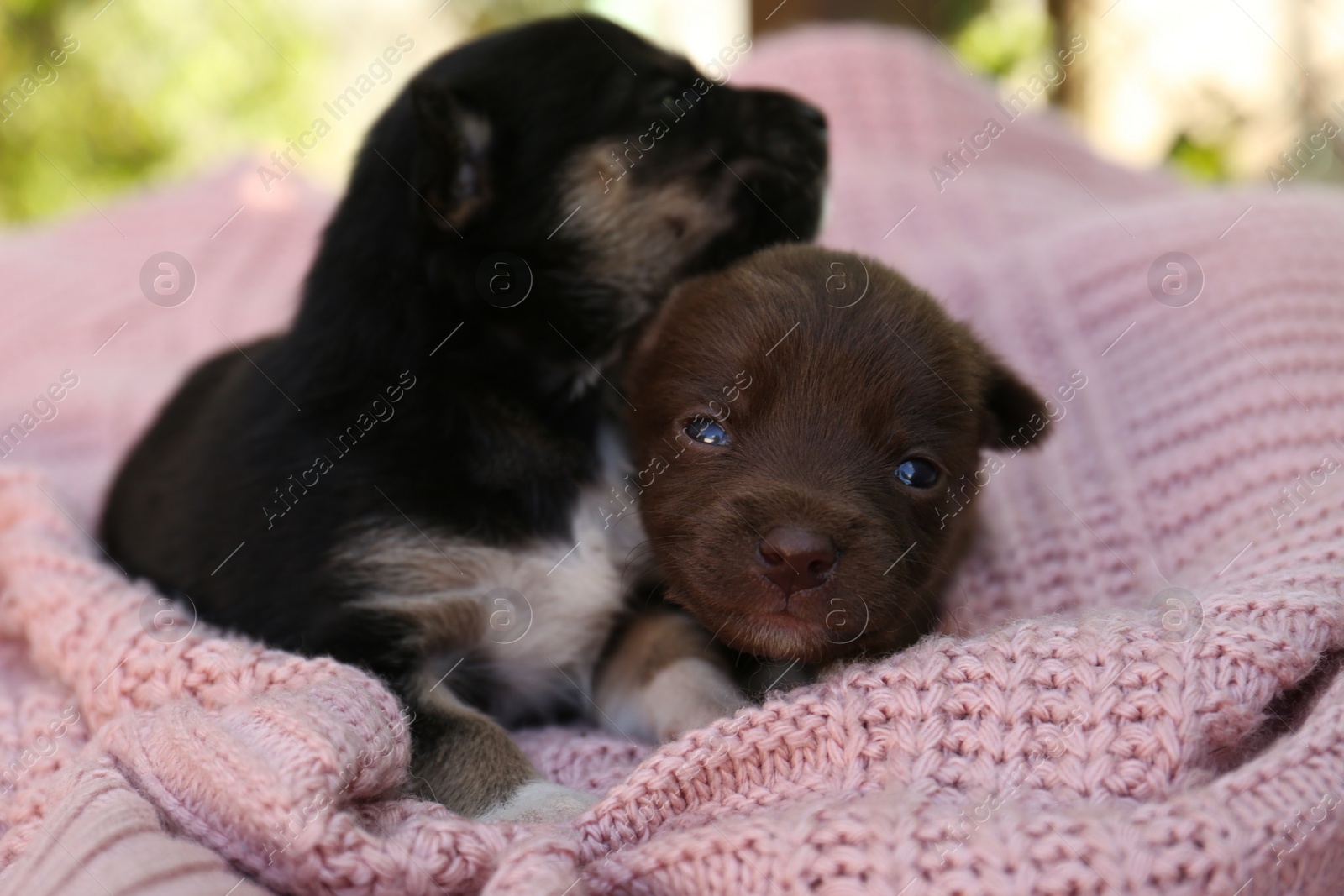 Photo of Cute puppies on pink knitted blanket, closeup