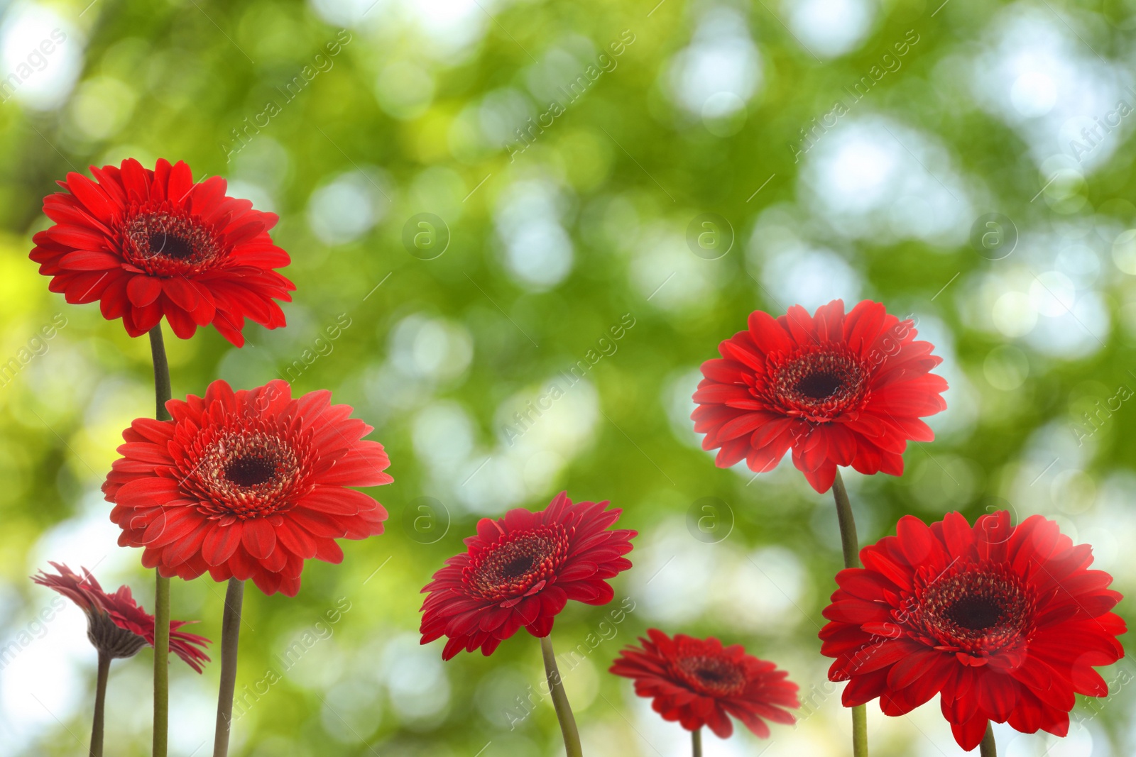 Image of Beautiful red gerbera flowers outdoors on sunny day, bokeh effect