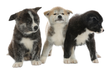 Photo of Cute Akita inu puppies on white background. Friendly dogs