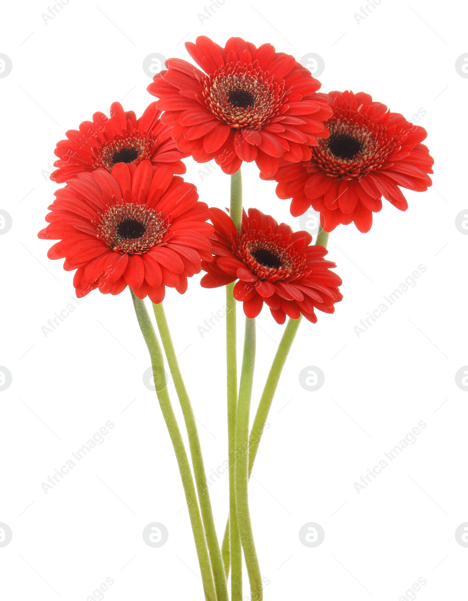 Photo of Bouquet of beautiful red gerbera flowers on white background