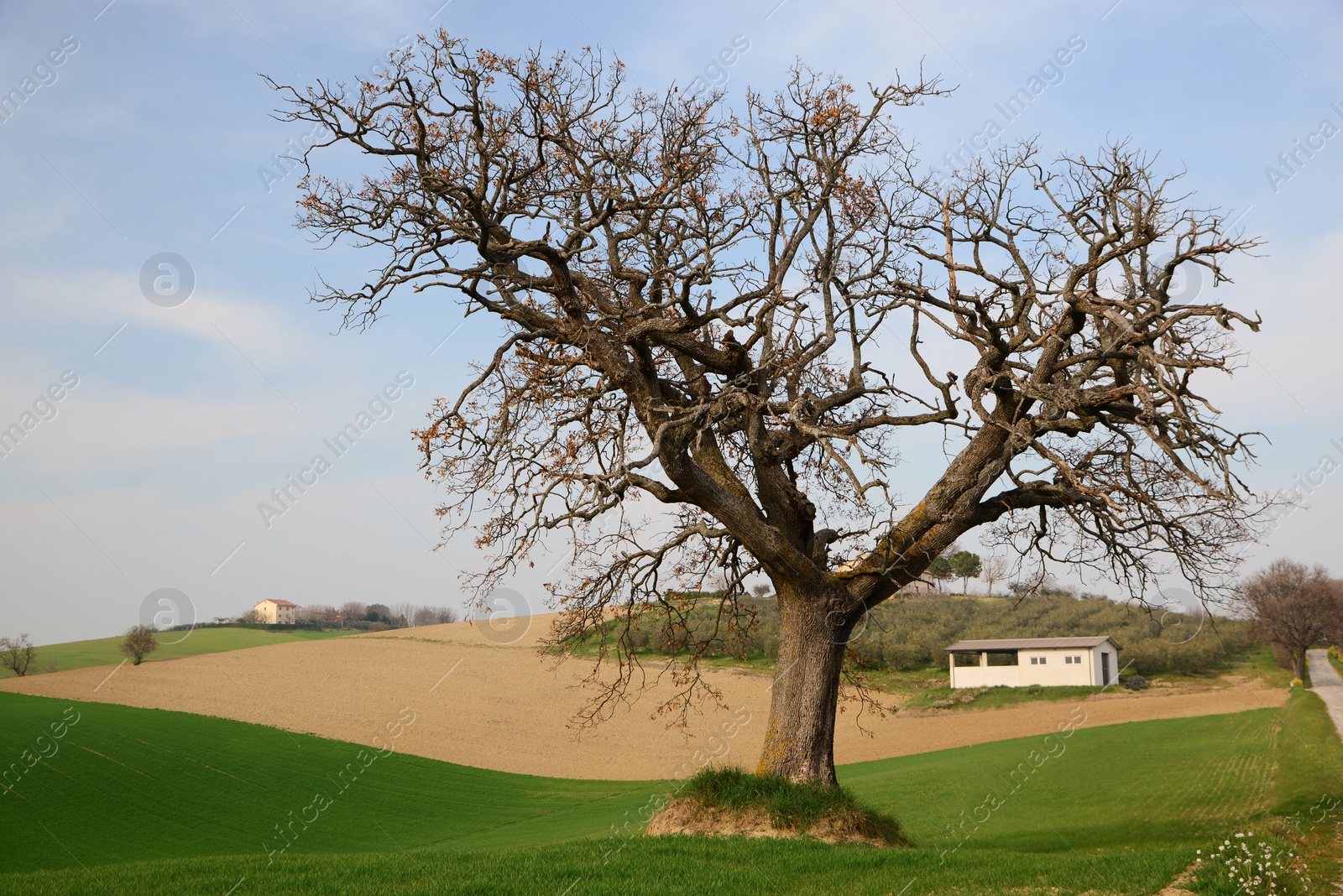 Photo of Beautiful countryside landscape with green grass and tree on sunny day